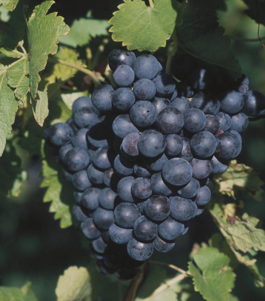 Weinreben mit Rotwein Trauben 